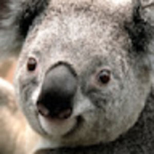 Meet your Posher, Thadeus